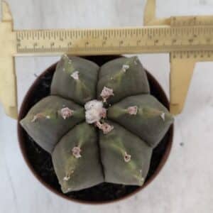 ASTROPHYTUM MYRIOSTIGMA "Multicostatum - 6 quinas " Nº 1014 – vaso 11