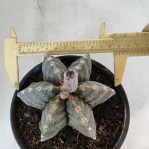 ASTROPHYTUM MYRIOSTIGMA "Multicostatum - 6 quinas " Nº 1016 – vaso 15