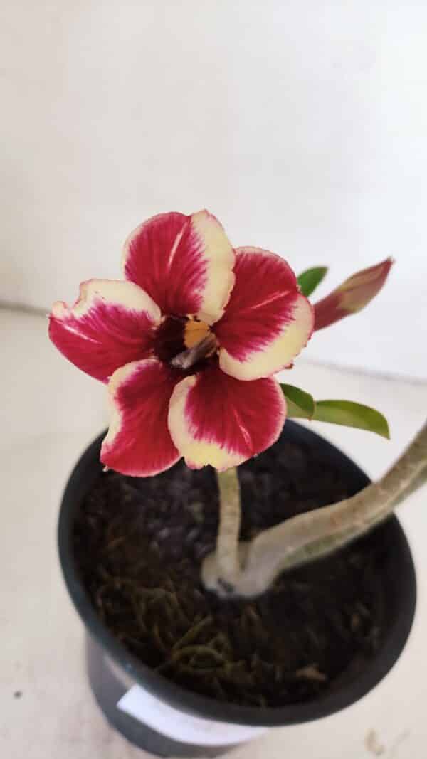 Planta Simples 2996 – 30cm – 02 anos - Imagem 1