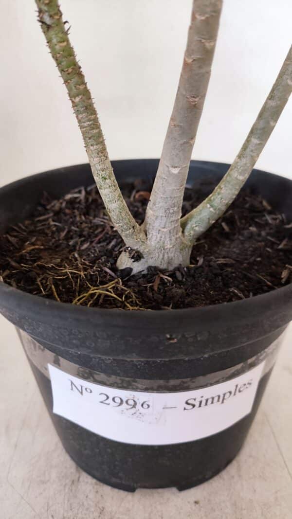 Planta Simples 2996 – 30cm – 02 anos - Imagem 6
