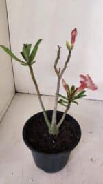 Planta Simples 2996 – 30cm – 02 anos - Imagem 5