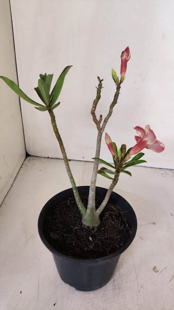 Planta Simples 2996 – 30cm – 02 anos - Imagem 5