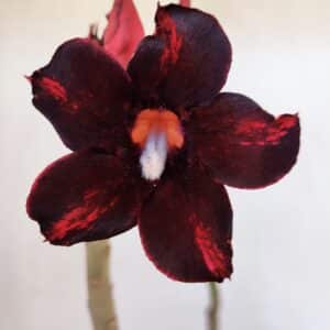 Planta Simples 3009 – 35cm – 03 anos