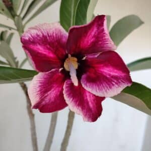 Planta Simples 3014 – 35cm – 03 anos