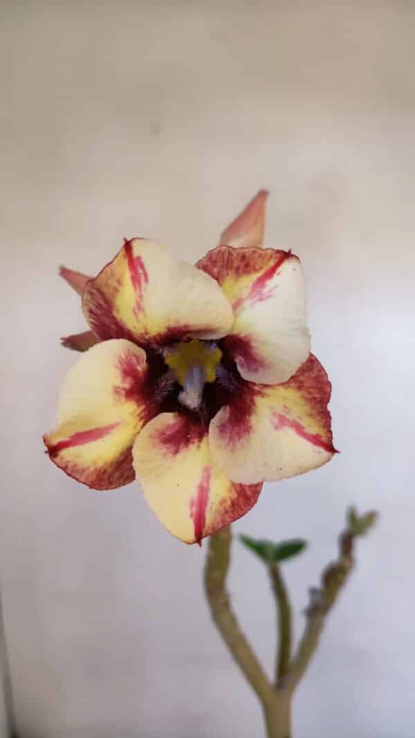 Planta Simples 3016 – 30cm – 02 anos - Imagem 1