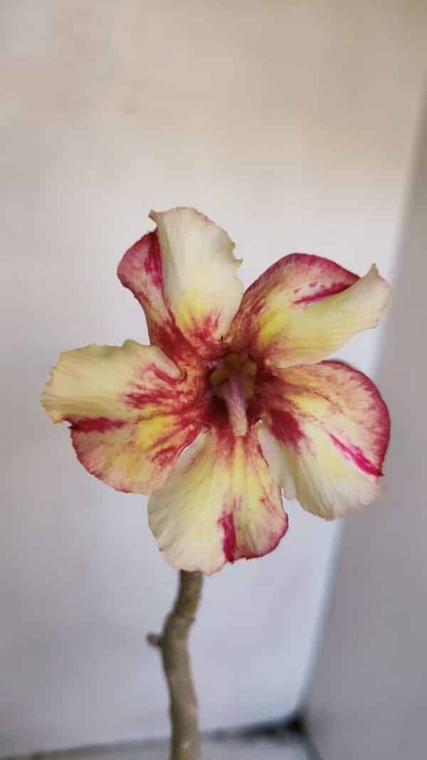 Planta Simples 3022 – 30cm – 03 anos - Imagem 1