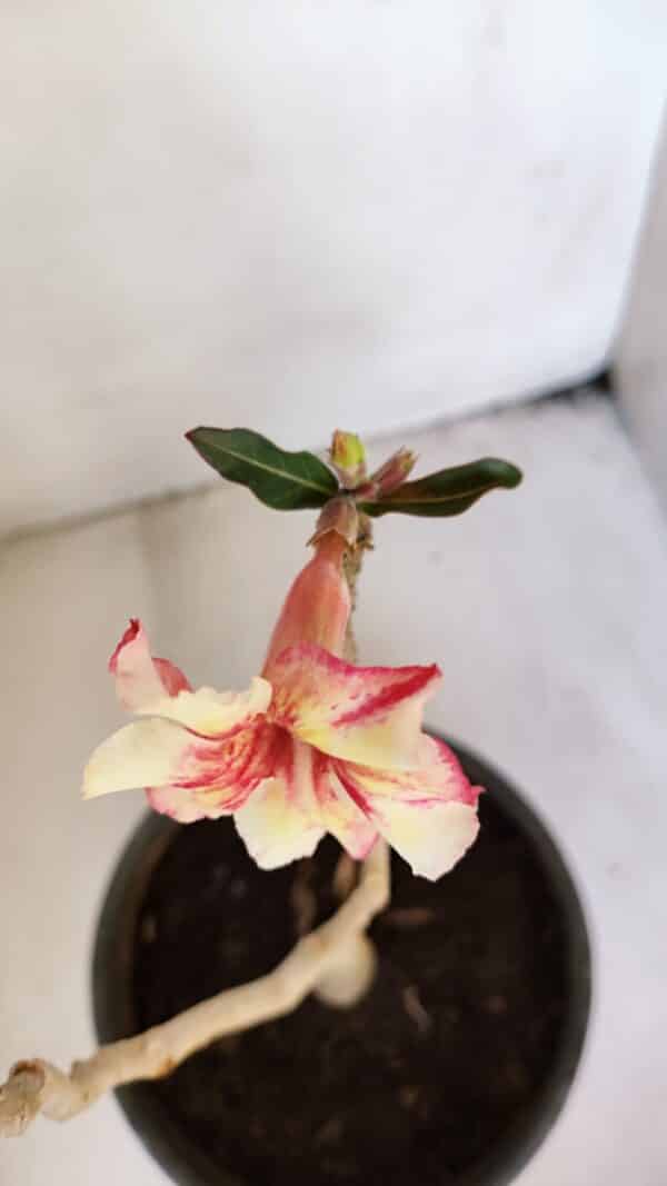 Planta Simples 3022 – 30cm – 03 anos - Imagem 4