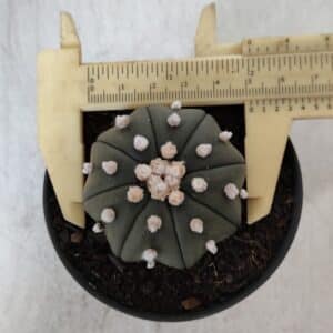 ASTROPHYTUM ASTERIAS STAR SHAPE Nº 390 "NUDUM" – vaso 09