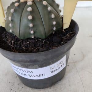 ASTROPHYTUM ASTERIAS STAR SHAPE Nº 392 "NUDUM" – vaso 11