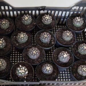 ASTROPHYTUM ASTERIAS “Purple”  KIT com 15 plantas