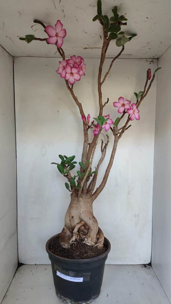 Planta ARABICUM 173 – 60cm – 05 anos - Imagem 1
