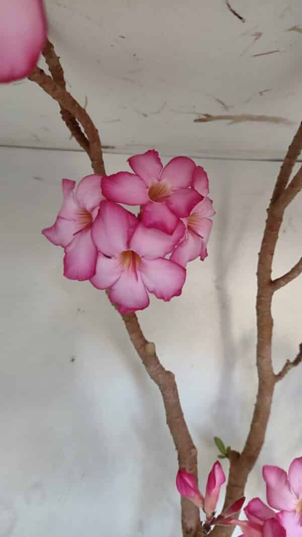 Planta ARABICUM 173 – 60cm – 05 anos - Imagem 3