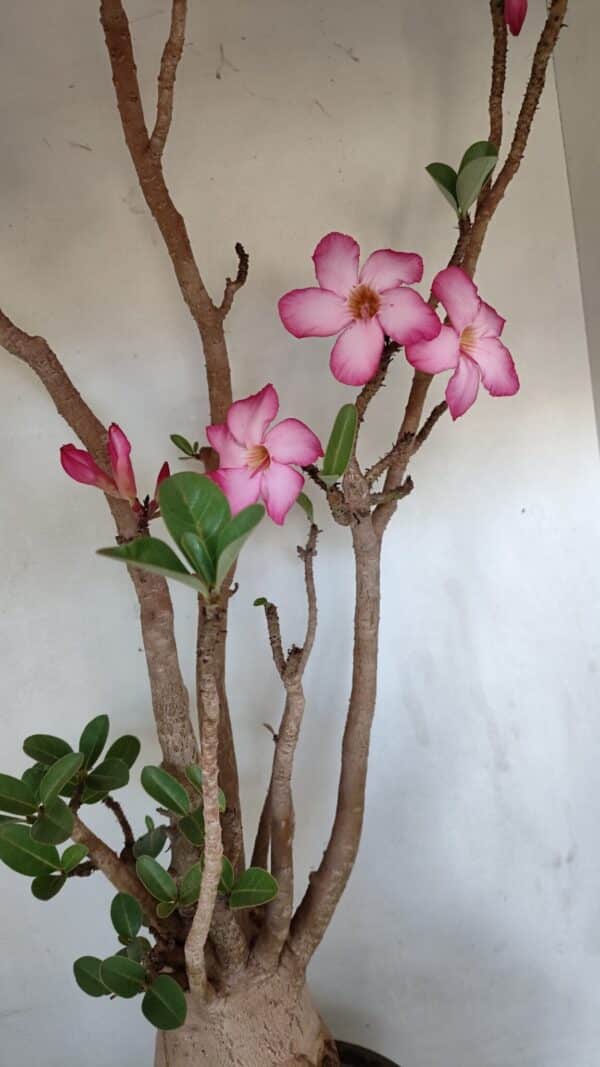 Planta ARABICUM 173 – 60cm – 05 anos - Imagem 5