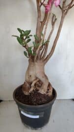 Planta ARABICUM 173 – 60cm – 05 anos - Imagem 8