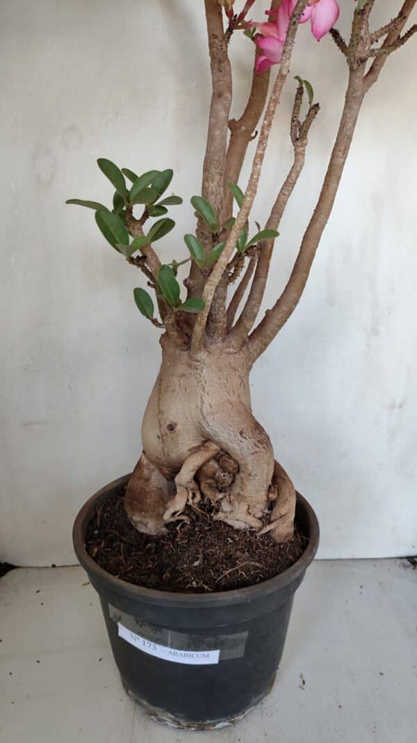 Planta ARABICUM 173 – 60cm – 05 anos - Imagem 8