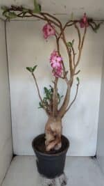 Planta ARABICUM 173 – 60cm – 05 anos - Imagem 7