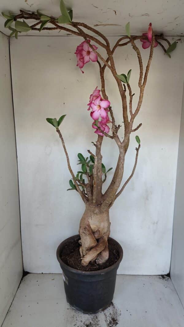 Planta ARABICUM 173 – 60cm – 05 anos - Imagem 7