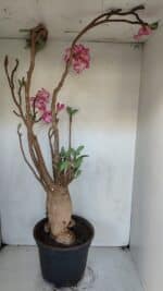 Planta ARABICUM 173 – 60cm – 05 anos - Imagem 6