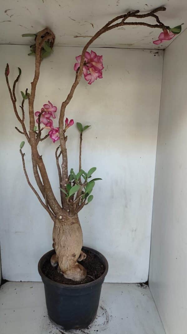 Planta ARABICUM 173 – 60cm – 05 anos - Imagem 6