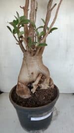 Planta ARABICUM 173 – 60cm – 05 anos - Imagem 4