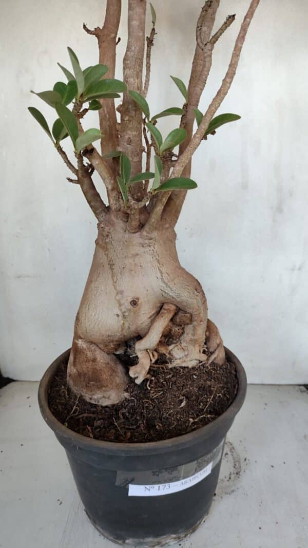 Planta ARABICUM 173 – 60cm – 05 anos - Imagem 4