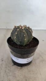 ASTROPHYTUM ASTERIAS Nº 880 – vaso 09 - Imagem 2