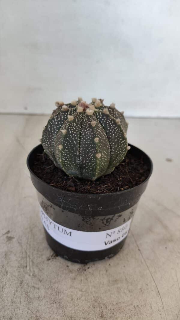ASTROPHYTUM ASTERIAS Nº 880 – vaso 09 - Imagem 2