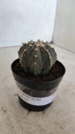 ASTROPHYTUM ASTERIAS Nº 880 – vaso 09 - Imagem 9