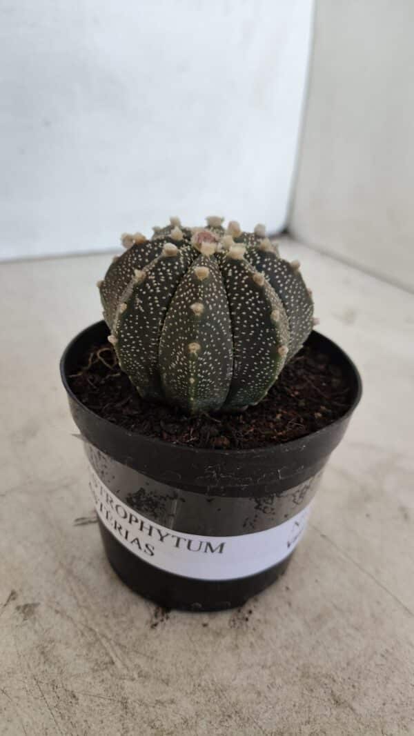 ASTROPHYTUM ASTERIAS Nº 880 – vaso 09 - Imagem 9