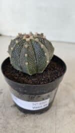 ASTROPHYTUM ASTERIAS Nº 880 – vaso 09 - Imagem 8