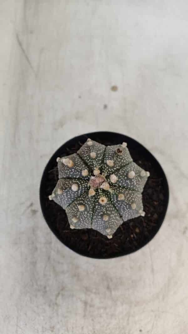ASTROPHYTUM ASTERIAS Nº 880 – vaso 09 - Imagem 3
