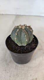 ASTROPHYTUM ASTERIAS Nº 880 – vaso 09 - Imagem 7