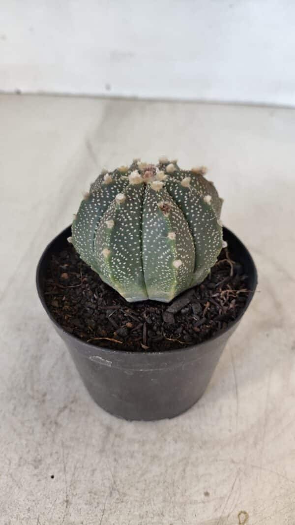 ASTROPHYTUM ASTERIAS Nº 880 – vaso 09 - Imagem 7