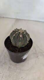ASTROPHYTUM ASTERIAS Nº 880 – vaso 09 - Imagem 6