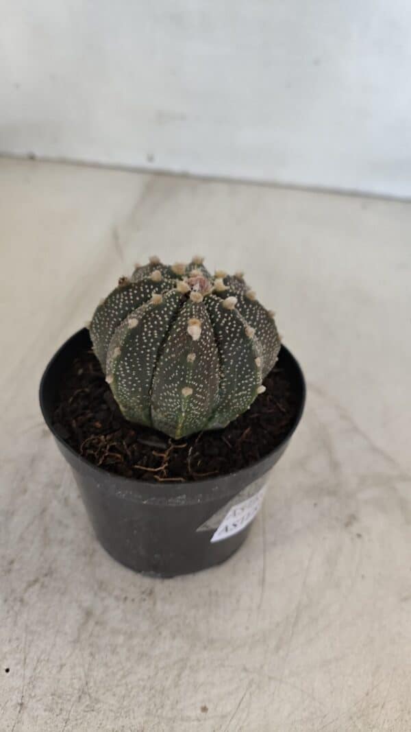 ASTROPHYTUM ASTERIAS Nº 880 – vaso 09 - Imagem 6