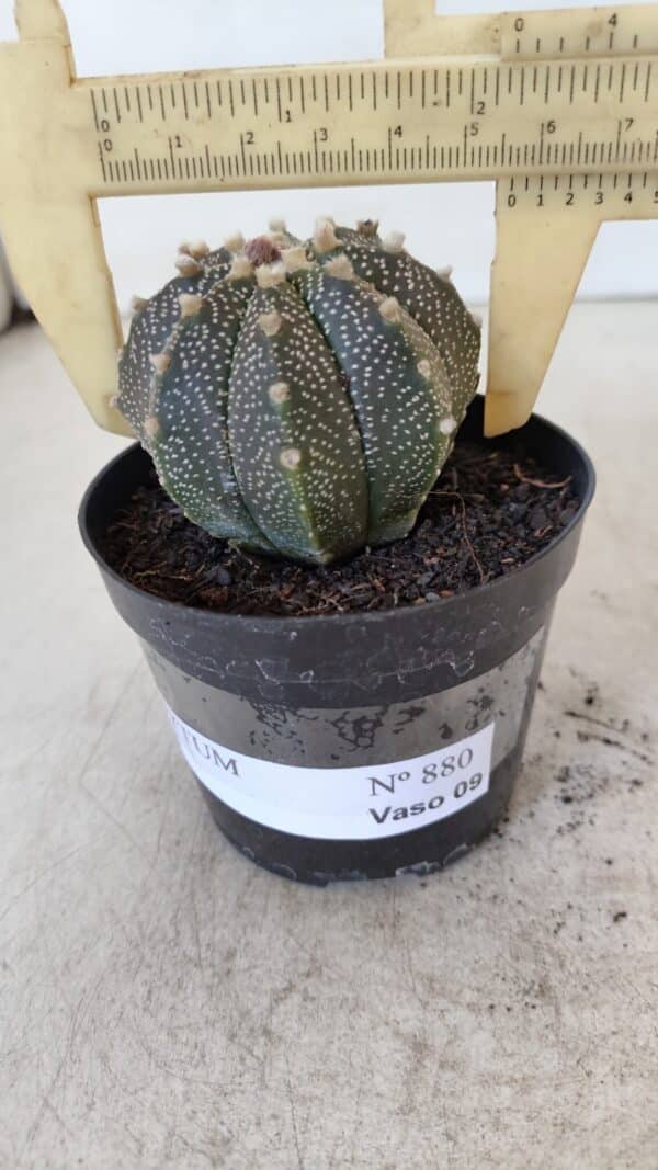 ASTROPHYTUM ASTERIAS Nº 880 – vaso 09 - Imagem 4
