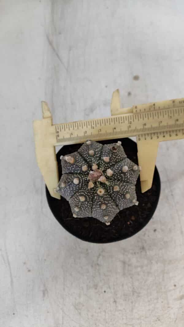 ASTROPHYTUM ASTERIAS Nº 880 – vaso 09 - Imagem 1