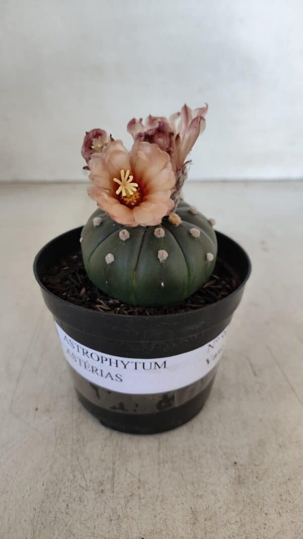 ASTROPHYTUM ASTERIAS  Nº 969 – vaso 09 - Imagem 2