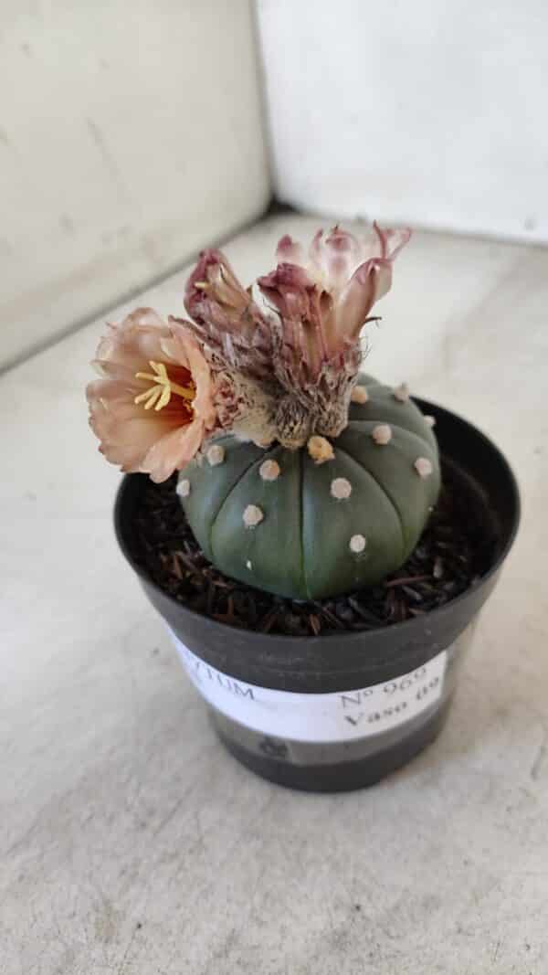 ASTROPHYTUM ASTERIAS  Nº 969 – vaso 09 - Imagem 8