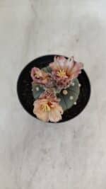 ASTROPHYTUM ASTERIAS  Nº 969 – vaso 09 - Imagem 7