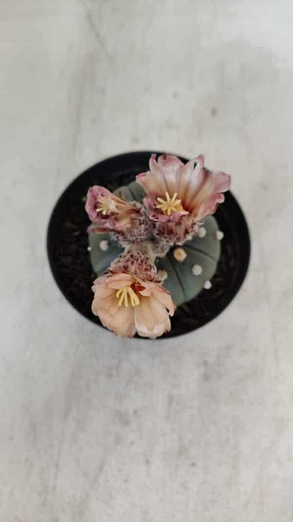 ASTROPHYTUM ASTERIAS  Nº 969 – vaso 09 - Imagem 7