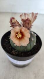 ASTROPHYTUM ASTERIAS  Nº 969 – vaso 09 - Imagem 3