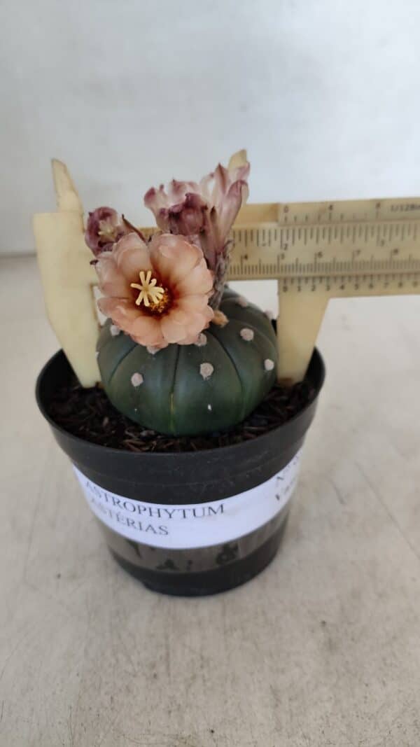 ASTROPHYTUM ASTERIAS  Nº 969 – vaso 09 - Imagem 1
