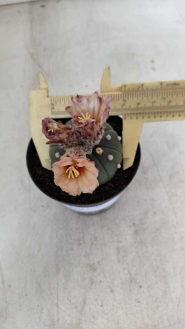 ASTROPHYTUM ASTERIAS  Nº 969 – vaso 09 - Imagem 5