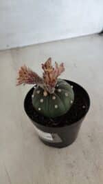 ASTROPHYTUM ASTERIAS  Nº 969 – vaso 09 - Imagem 10
