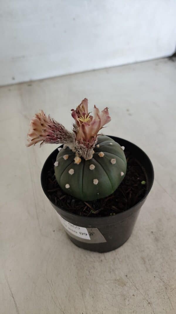 ASTROPHYTUM ASTERIAS  Nº 969 – vaso 09 - Imagem 10