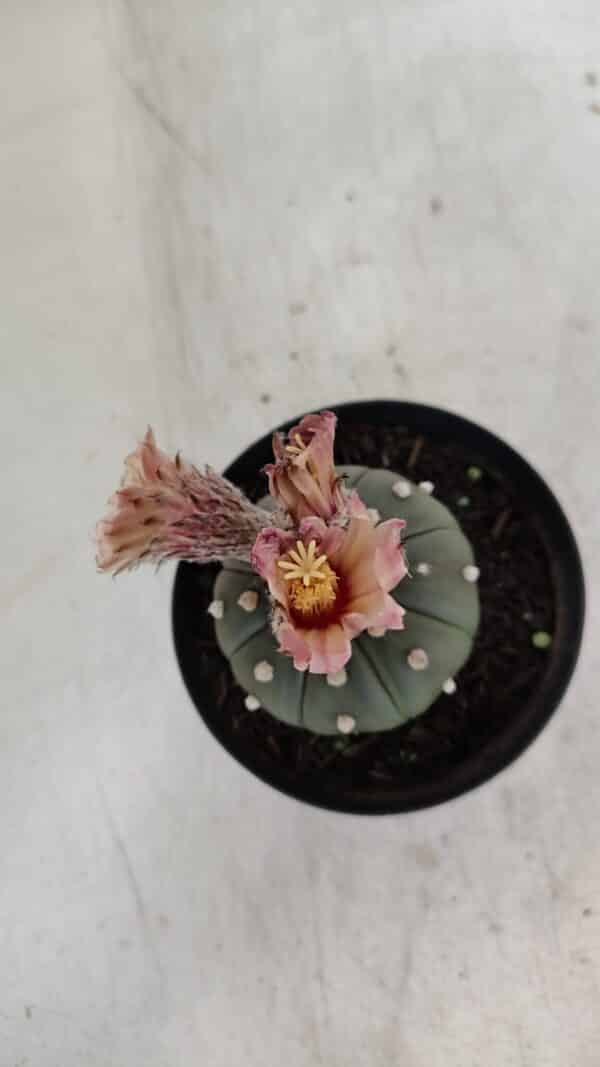 ASTROPHYTUM ASTERIAS  Nº 969 – vaso 09 - Imagem 9