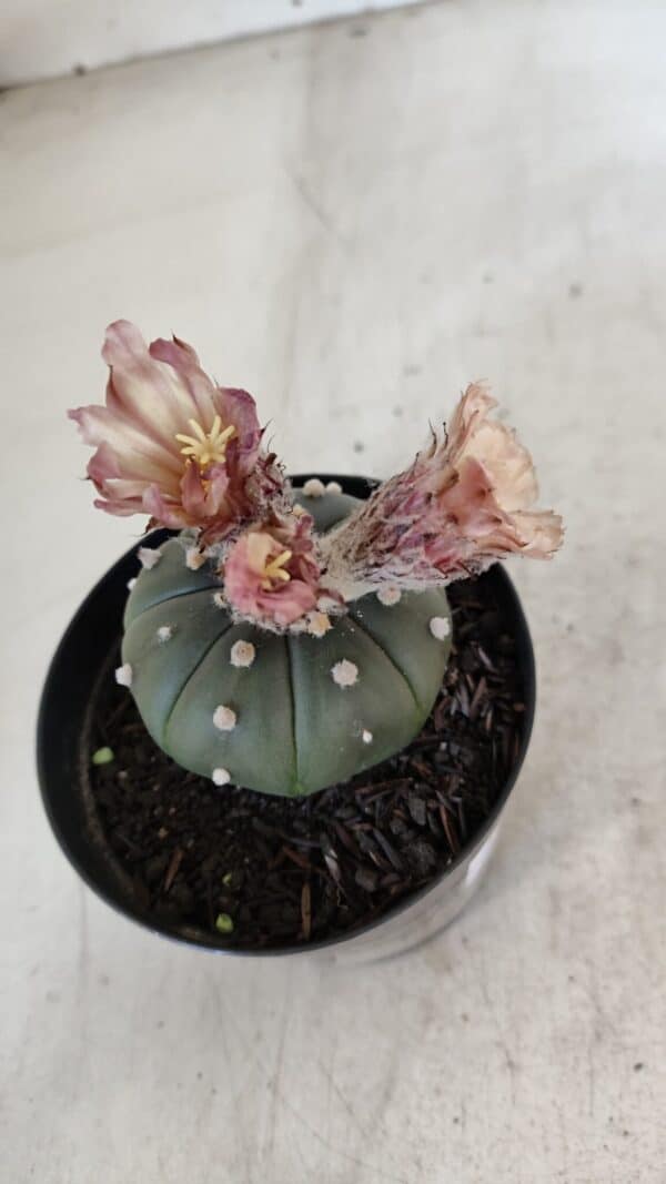 ASTROPHYTUM ASTERIAS  Nº 969 – vaso 09 - Imagem 6