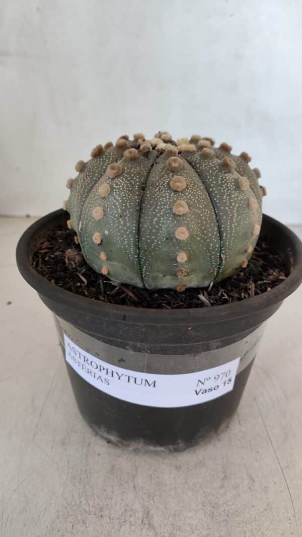 ASTROPHYTUM ASTERIAS  Nº 970 – vaso 15 - Imagem 2