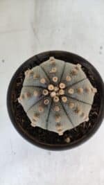 ASTROPHYTUM ASTERIAS  Nº 970 – vaso 15 - Imagem 3